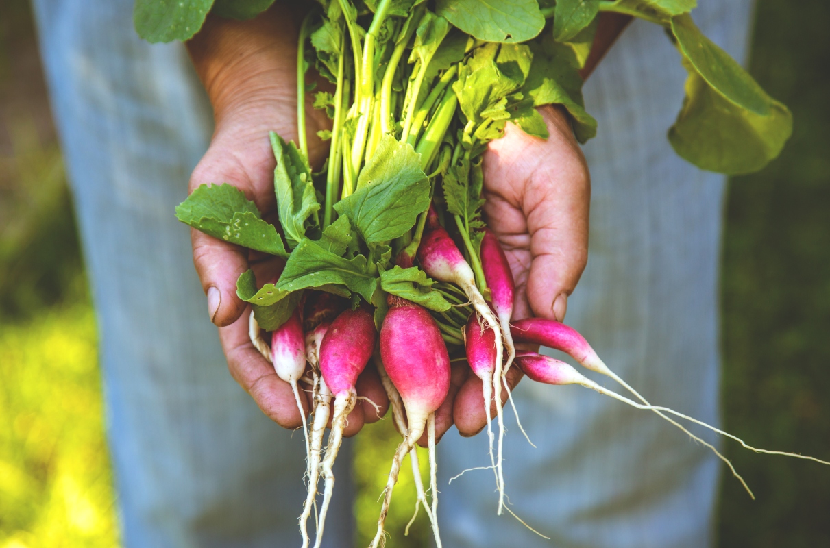 Ravanelli, l'alimento antistress a portata di tutti