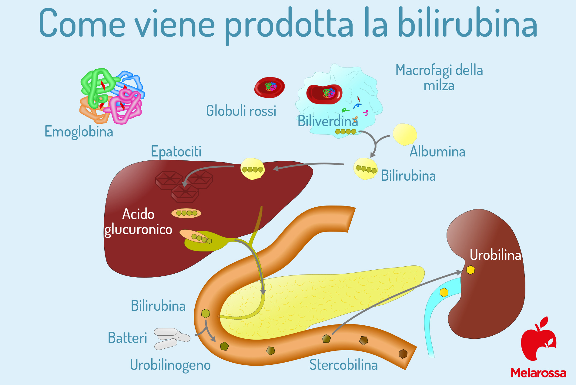 bilirubina: come viene prodotta