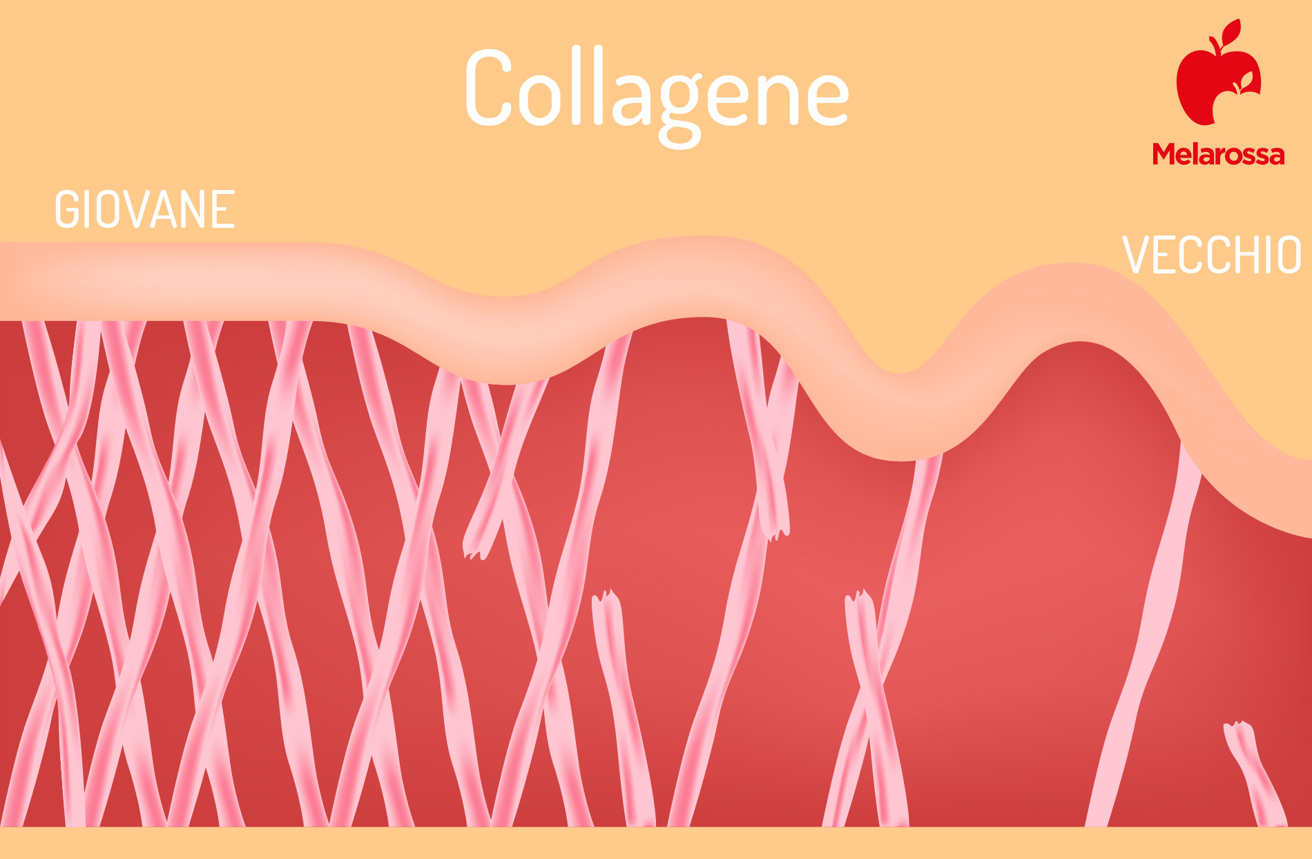 collagene: quando integrare