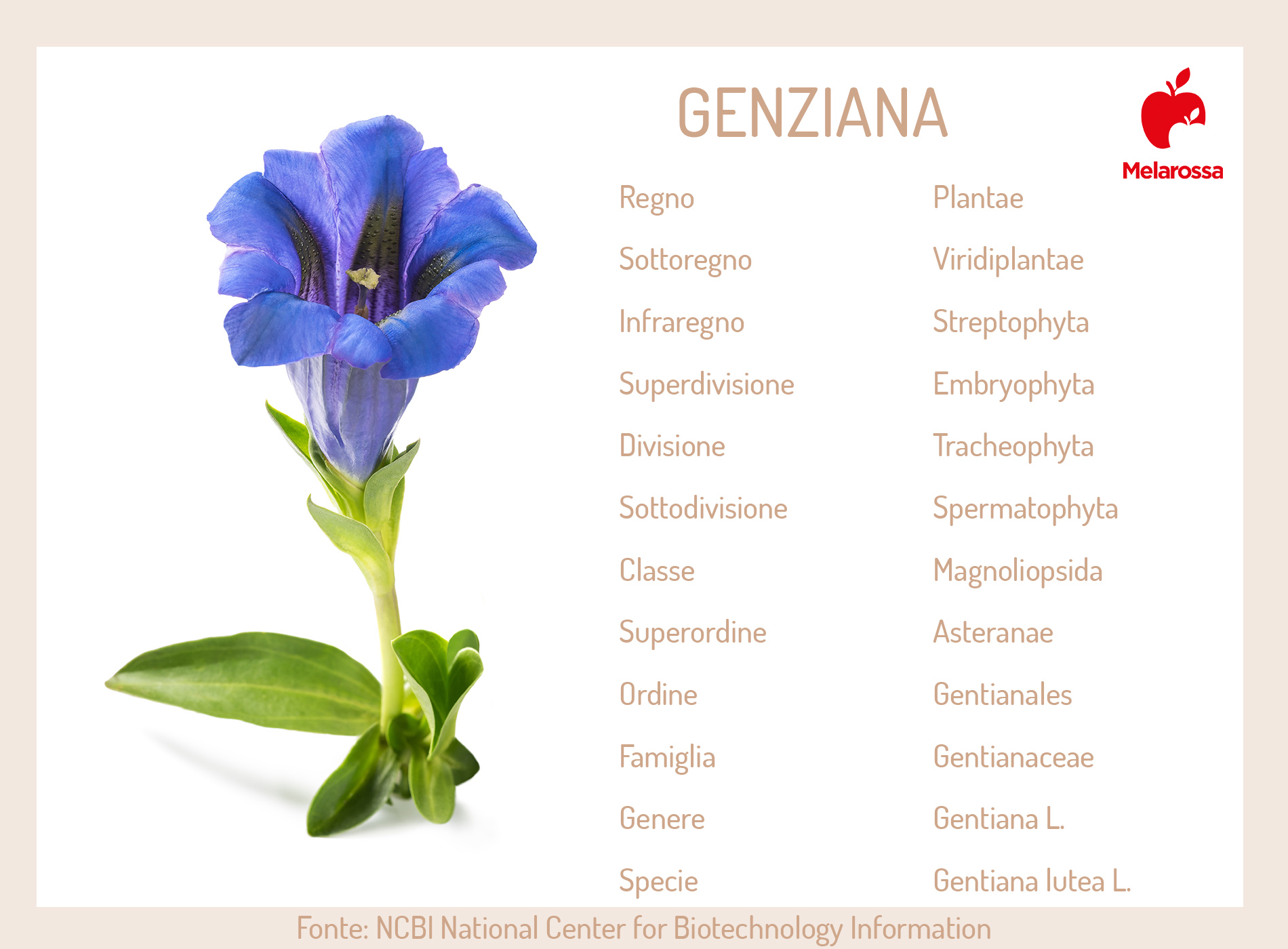 genziana: botanica 