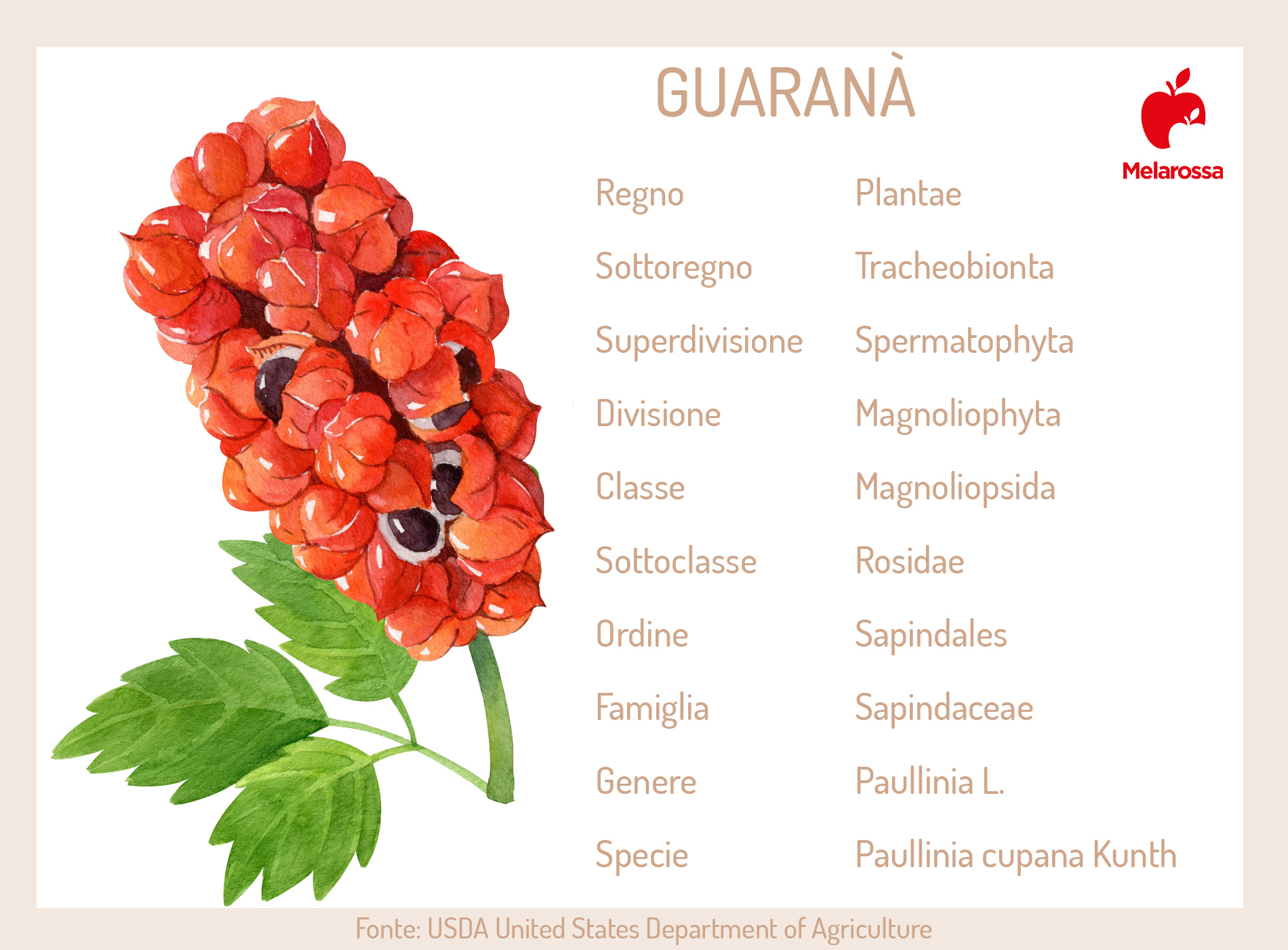 Guaranà: botanica 
