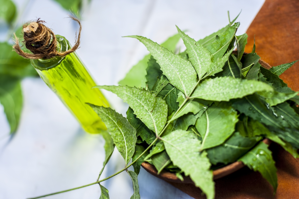 olio di neem: botanica