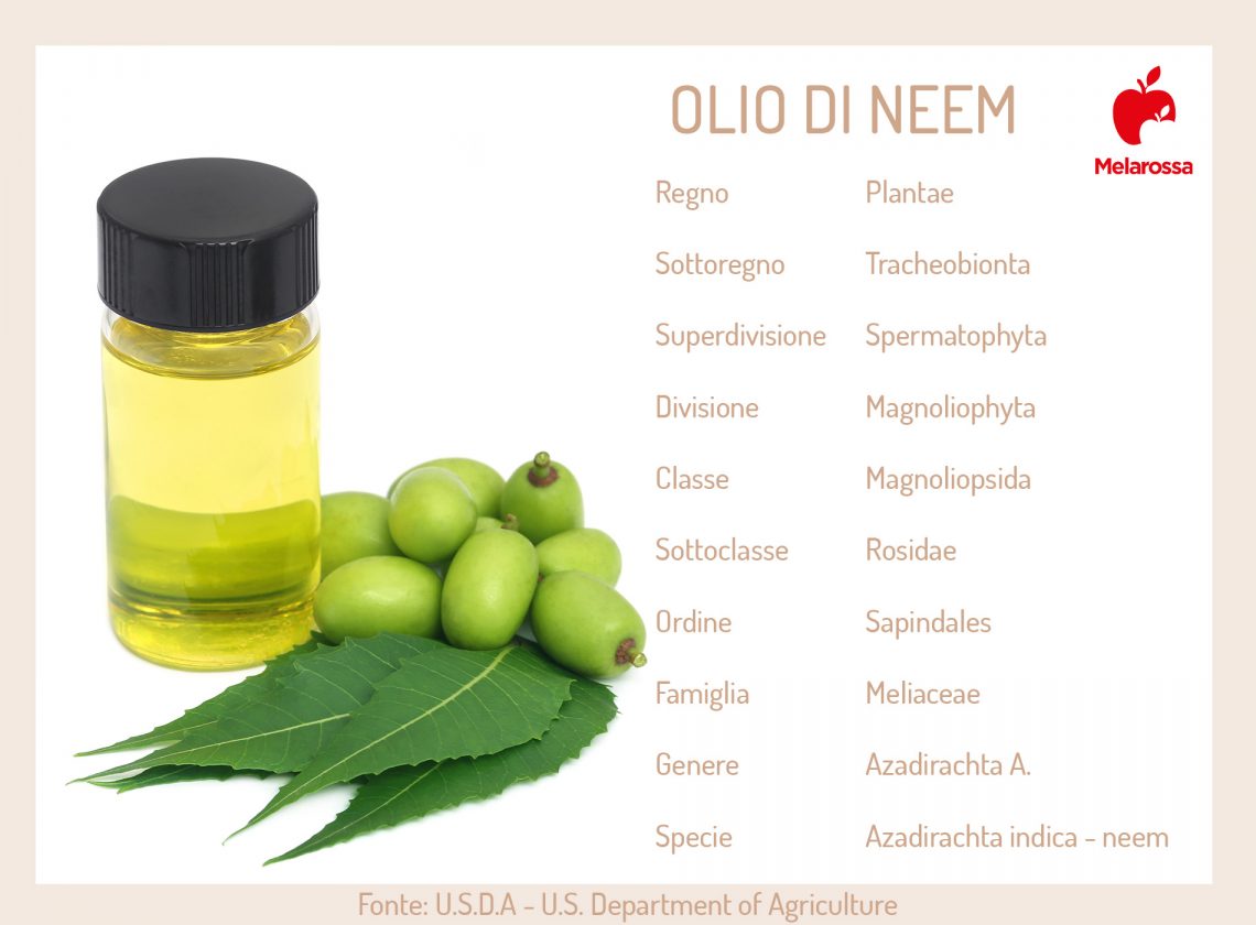 Olio di neem cos'è, proprietà, benefici, usi e controindicazioni Olio di neem cos'è, proprietà, benefici, usi e controindicazioni