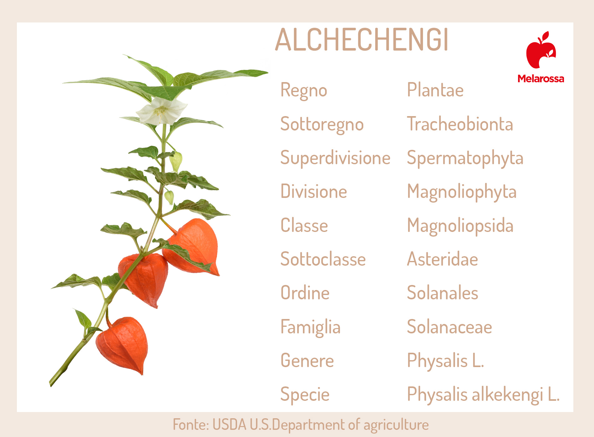 alchechengi: botanica 