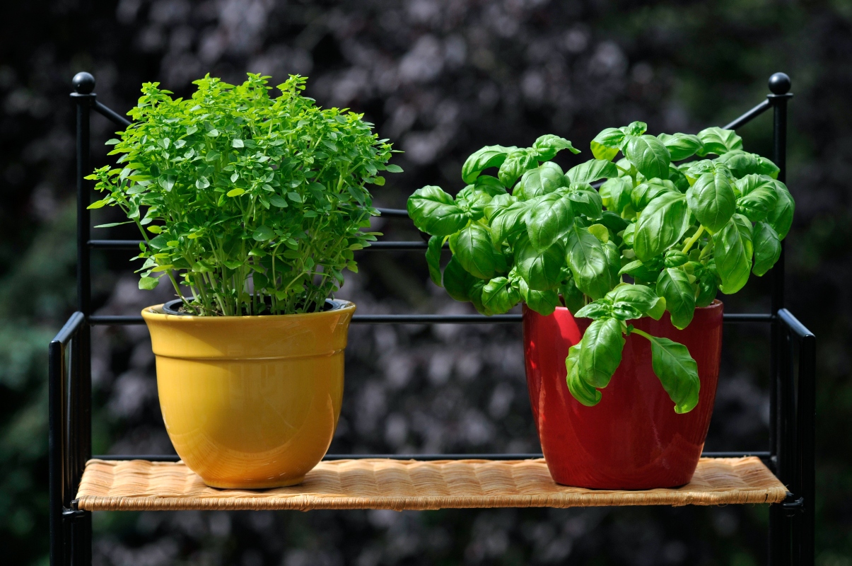 coltivare il basilico in vaso: guida
