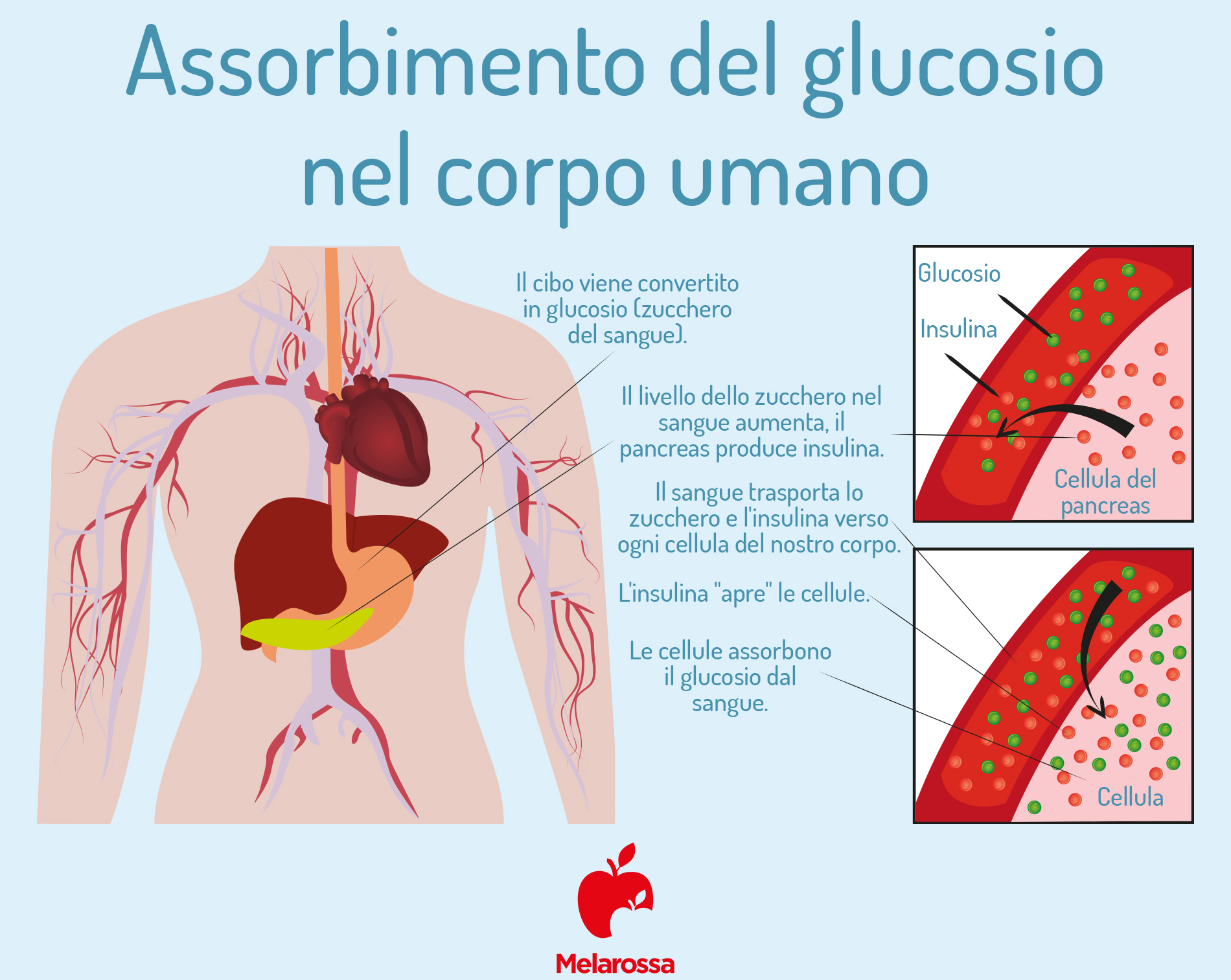 assorbimento del glucosio nel sangue