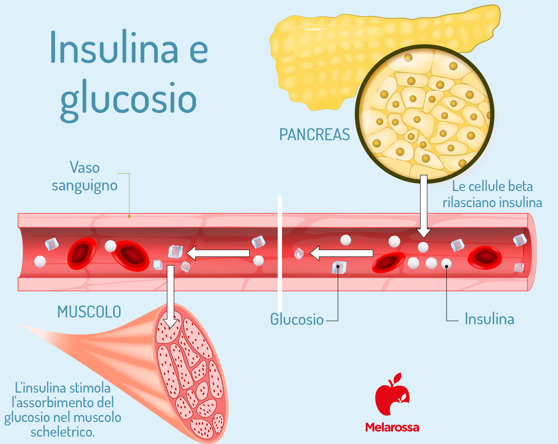 glucosio e insulina 