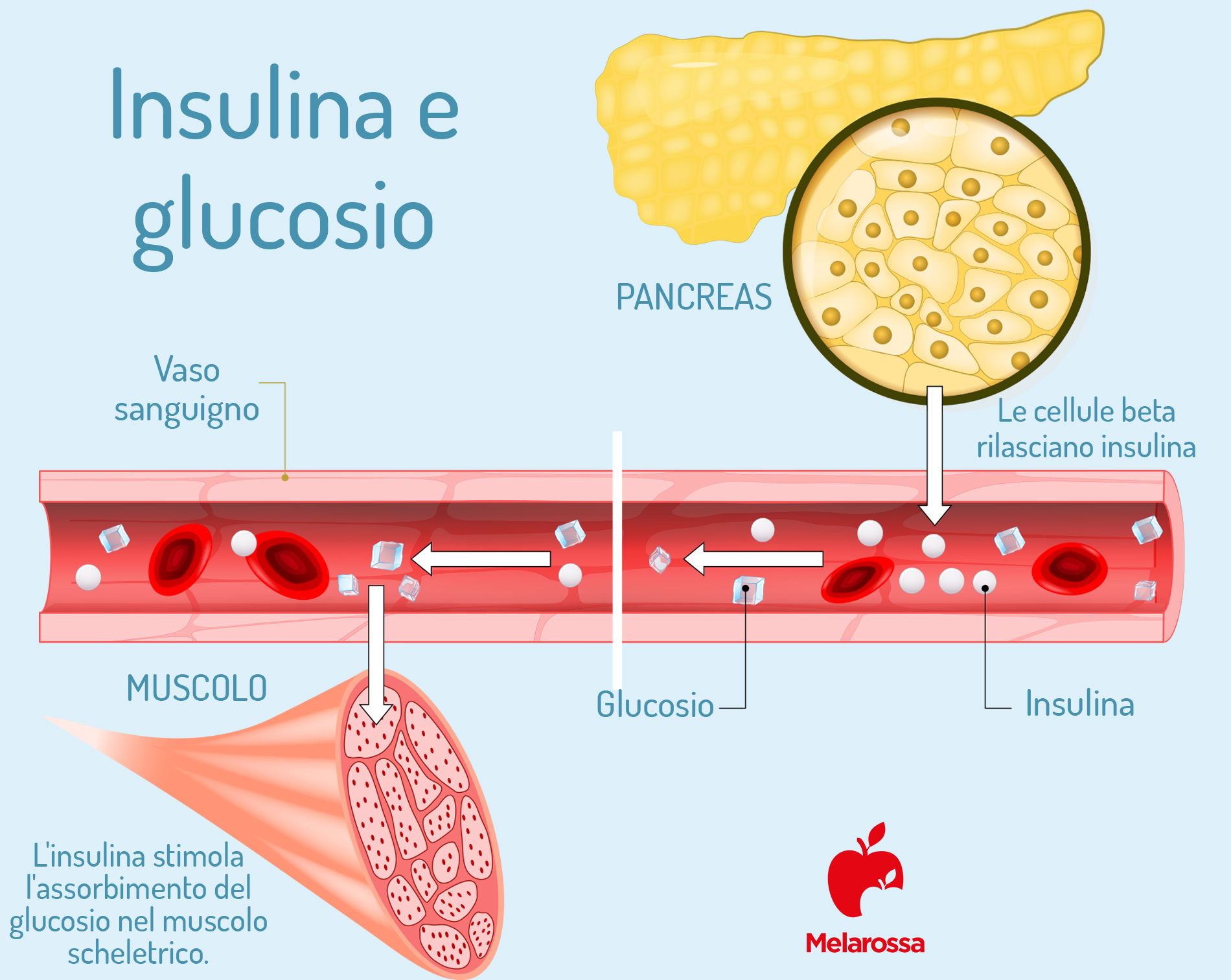 glucosio e insulina