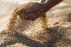 Grano Senatore Cappelli: cos’è, proprietà, benefici e valori nutrizionali
