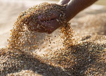 Grano senatore cappelli: benefici, proprietà e controindicazioni