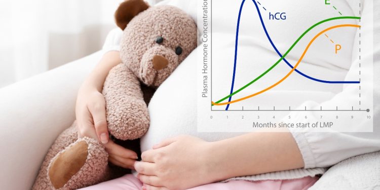 progesterone. cos'è, a cosa serve