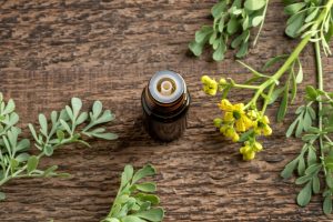 Ruta: cos’è, proprietà terapeutiche, benefici, usi, controindicazioni, botanica