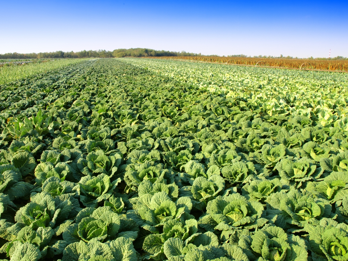cavolo nero: produzione
