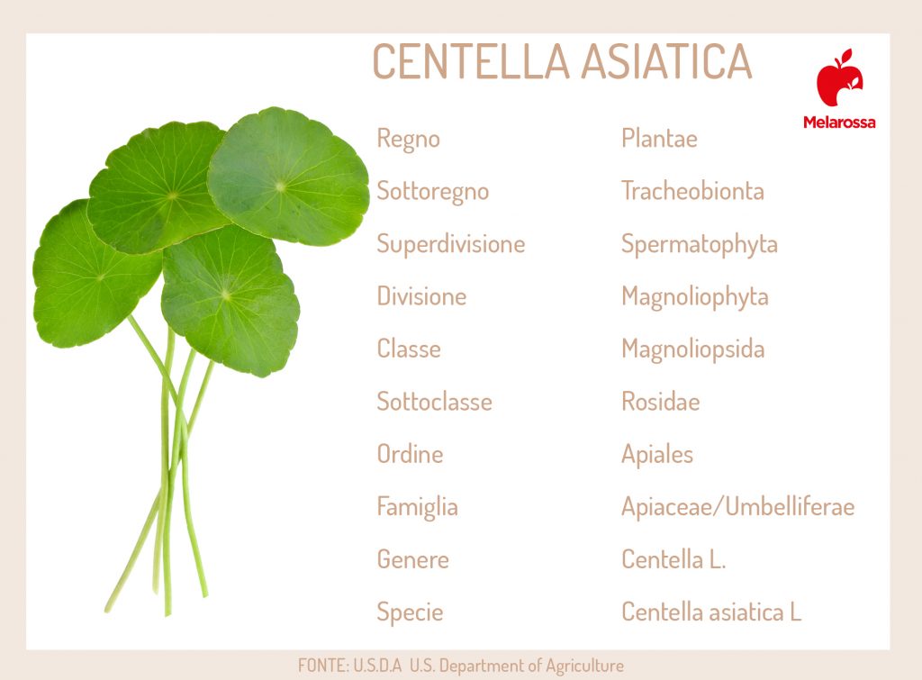 centella asiatica: cos'è