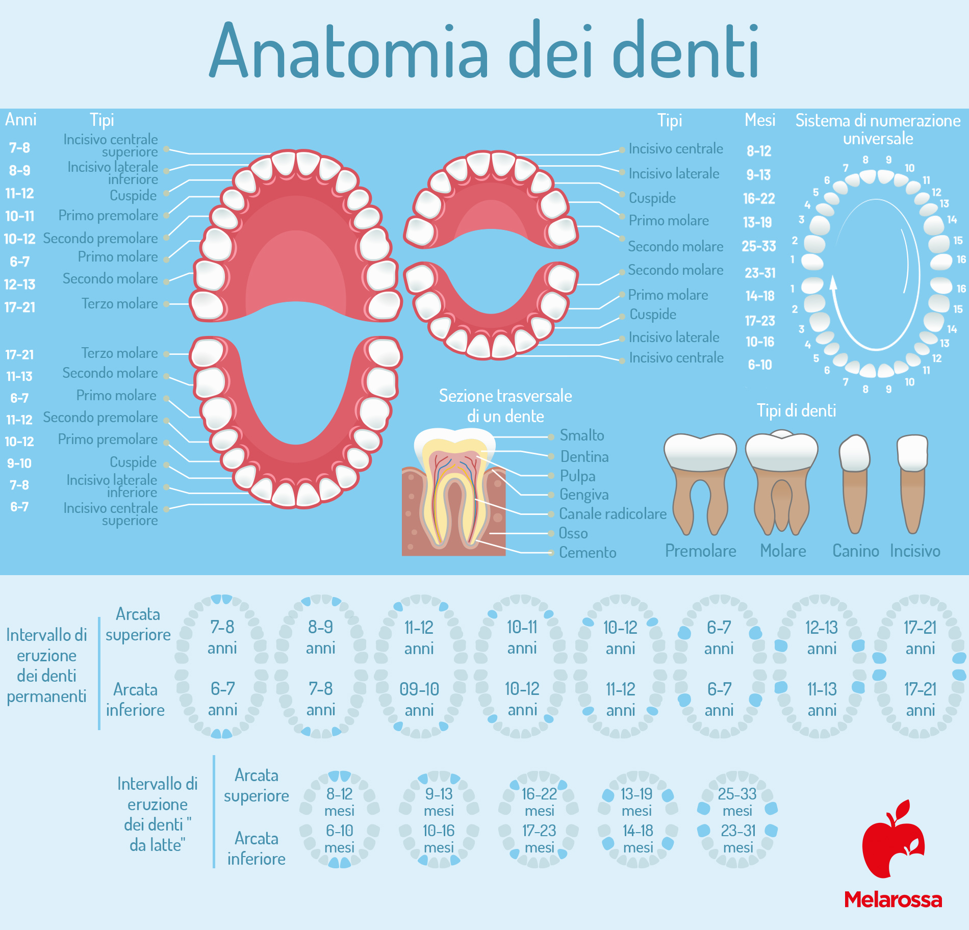 denti del giudizio: anatomia dei denti