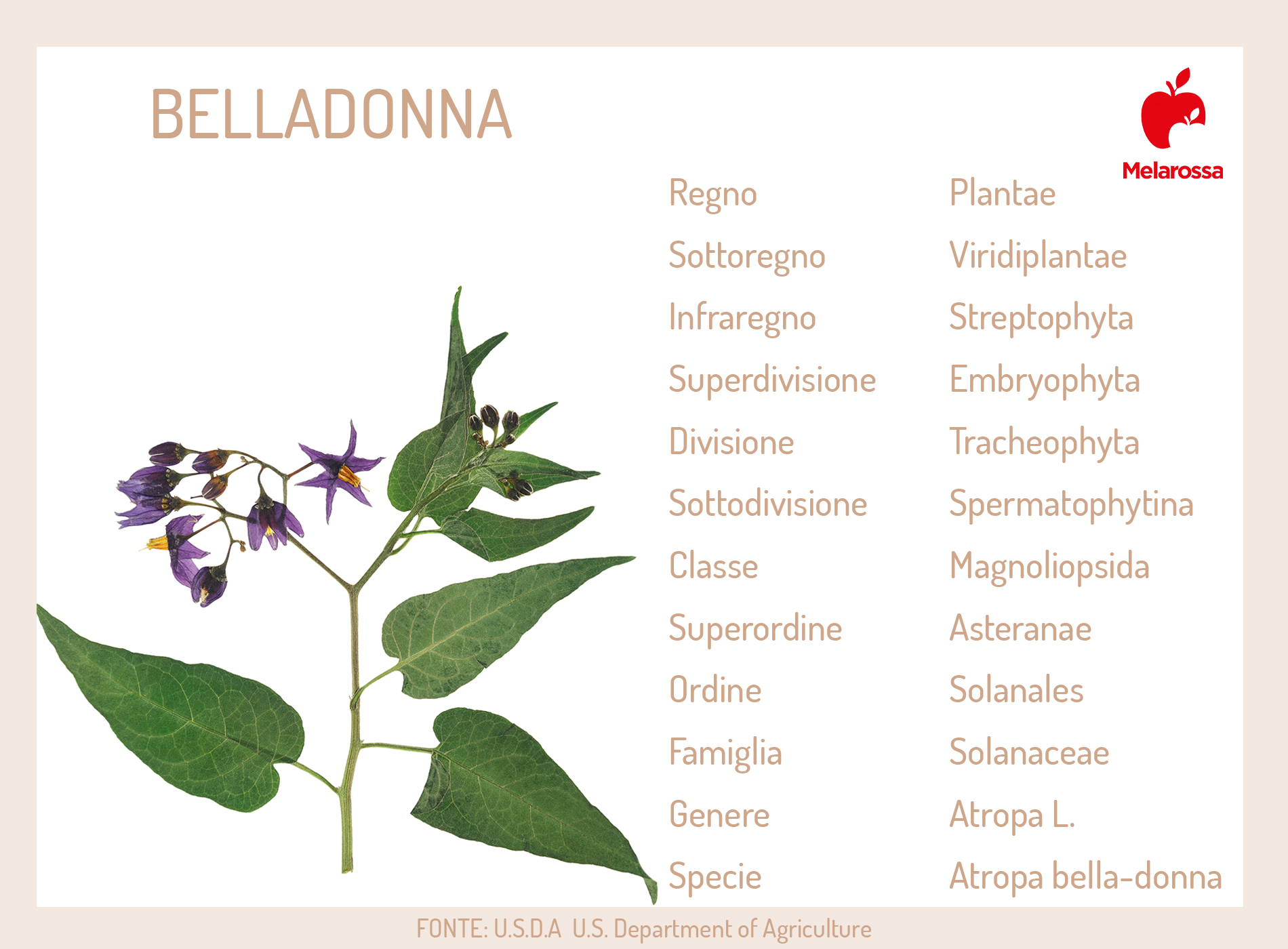 belladonna: parti utilizzate in erboristeria 