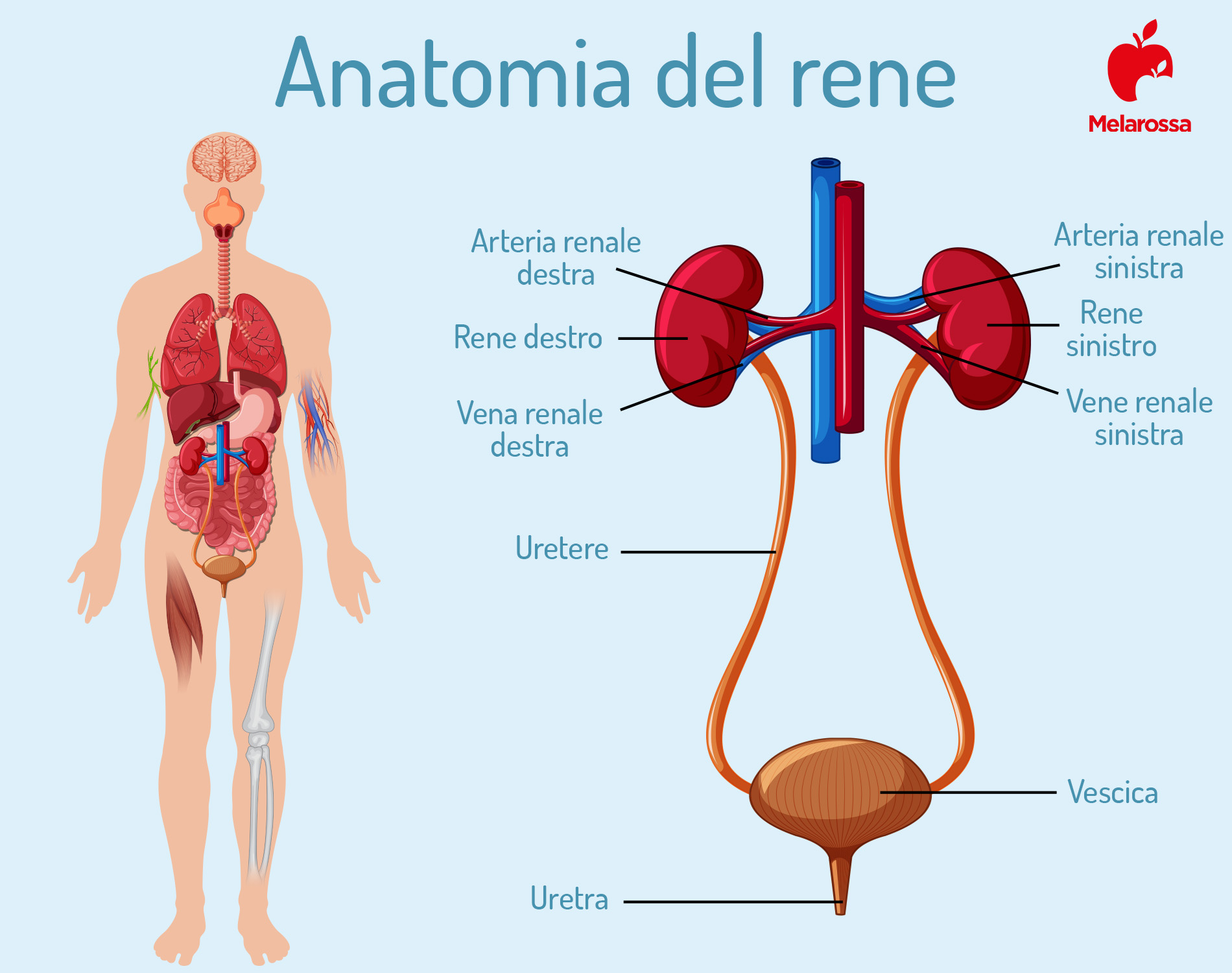 calcoli renali: anatomia del rene