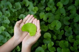 Centella asiatica: benefici, proprietà e a cosa serve