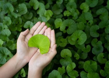 Due mani unite che tengono una foglia di centella asiatica
