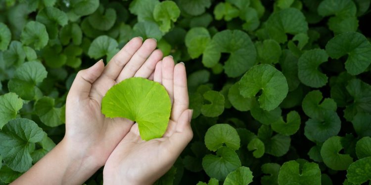 Due mani unite che tengono una foglia di centella asiatica