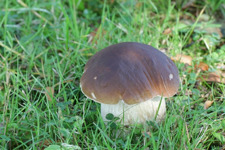 Funghi porcini stagionalità, tipi, come pulirli, le migliori ricette