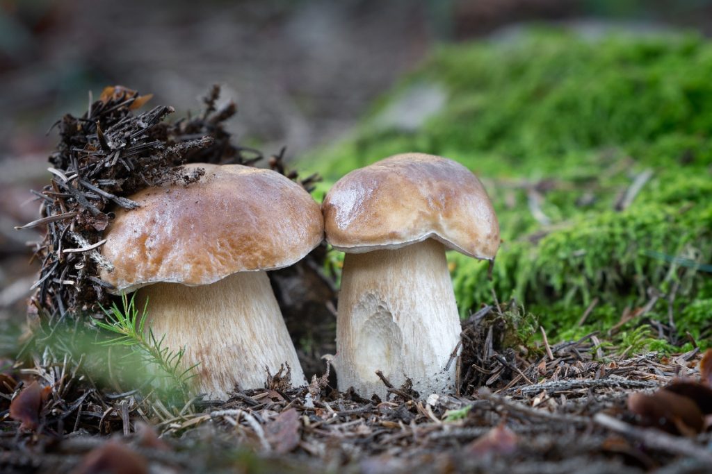 Funghi porcini stagionalità, tipi, come pulirli, le migliori ricette