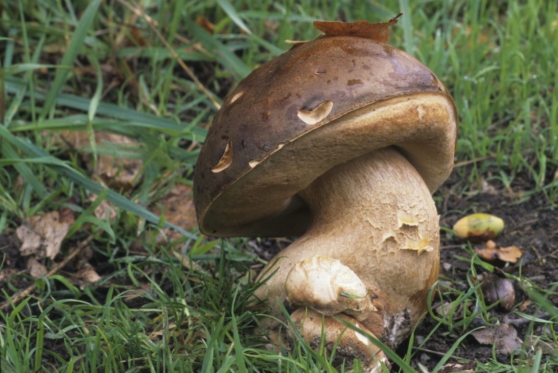 Funghi porcini stagionalità, tipi, come pulirli, le migliori ricette