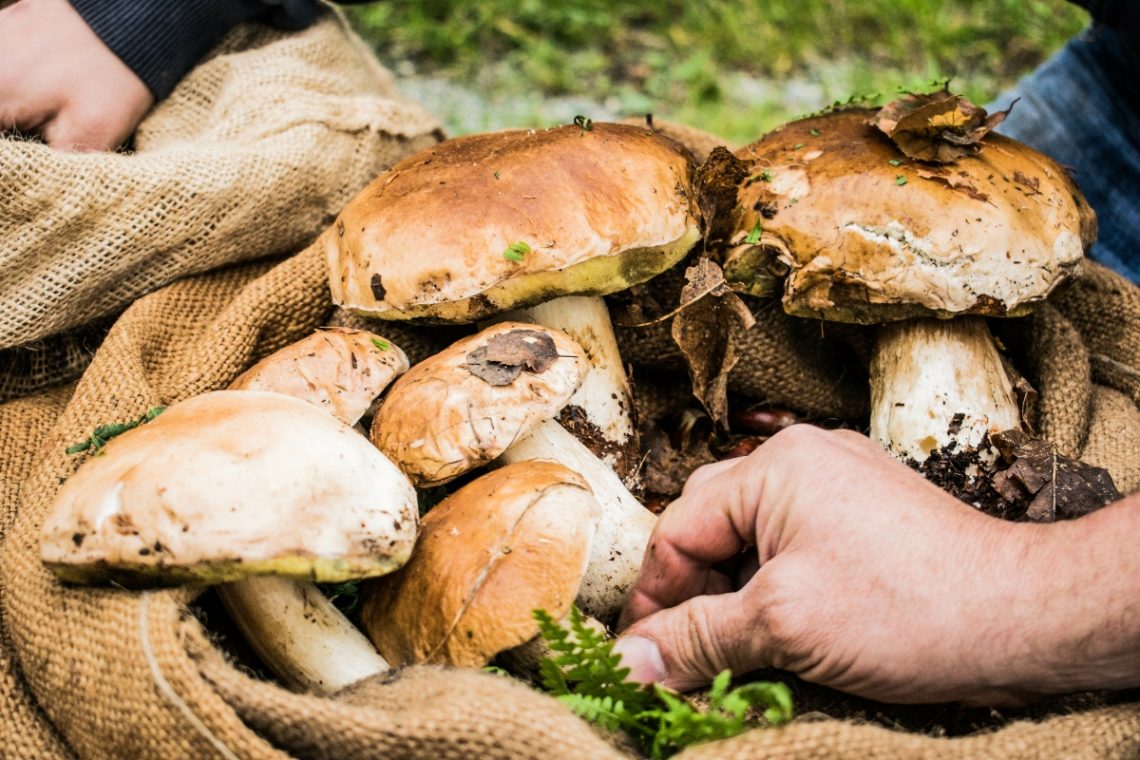 Funghi porcini stagionalità, tipi, come pulirli, le migliori ricette