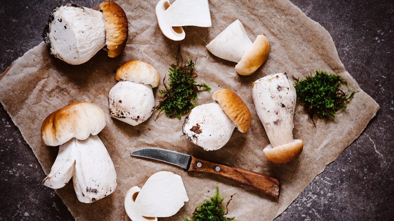 Funghi Porcini Stagionalita Tipologia Come Raccoglierli Le Migliori Ricette