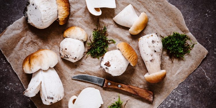 funghi porcini: tipologie, raccolta, dove trovarli, come cucinarli, ricette