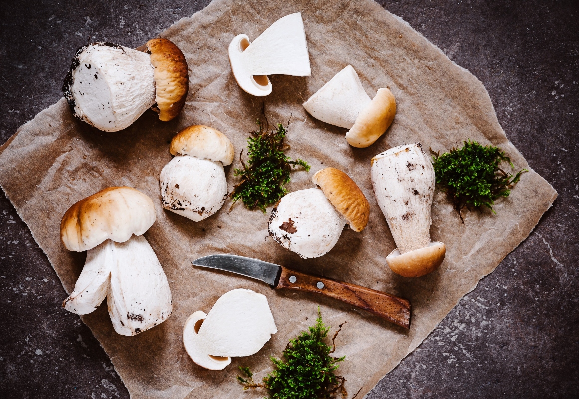 funghi porcini: tipologie, raccolta, dove trovarli, come cucinarli, ricette