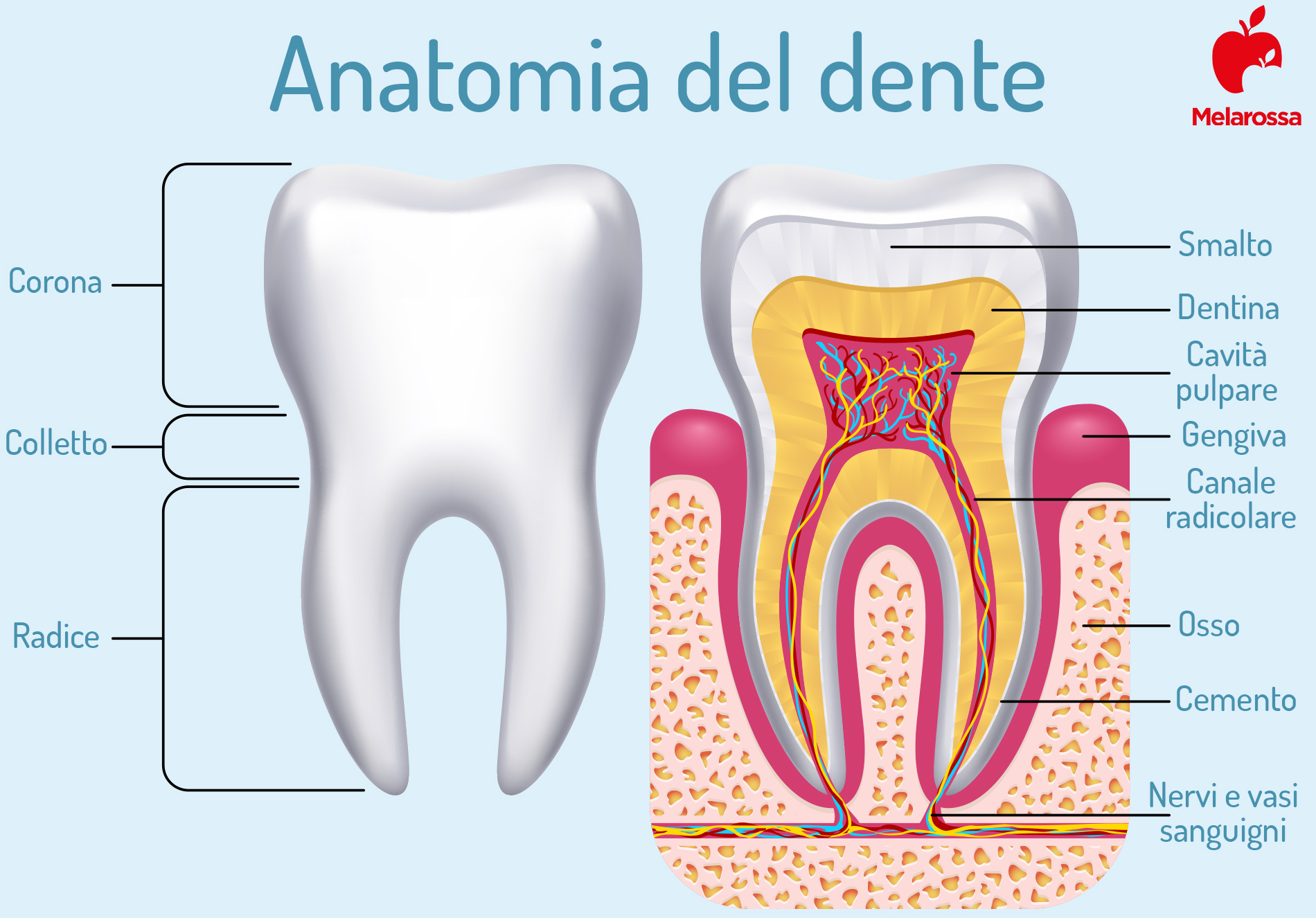 pulpite: anatomia del dente