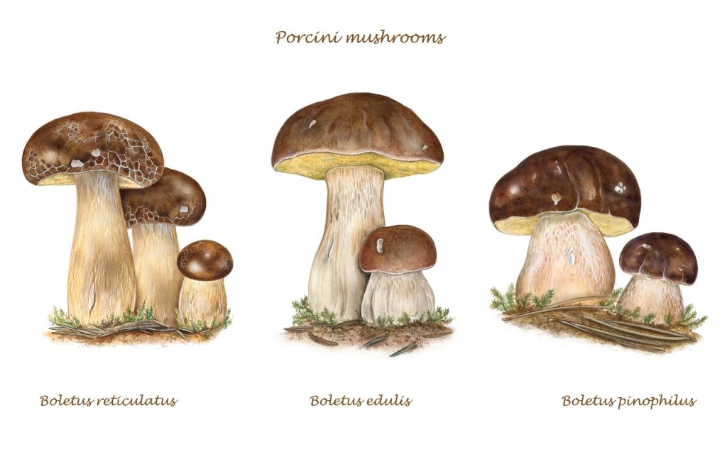 Funghi porcini stagionalità, tipi, come pulirli, le migliori ricette