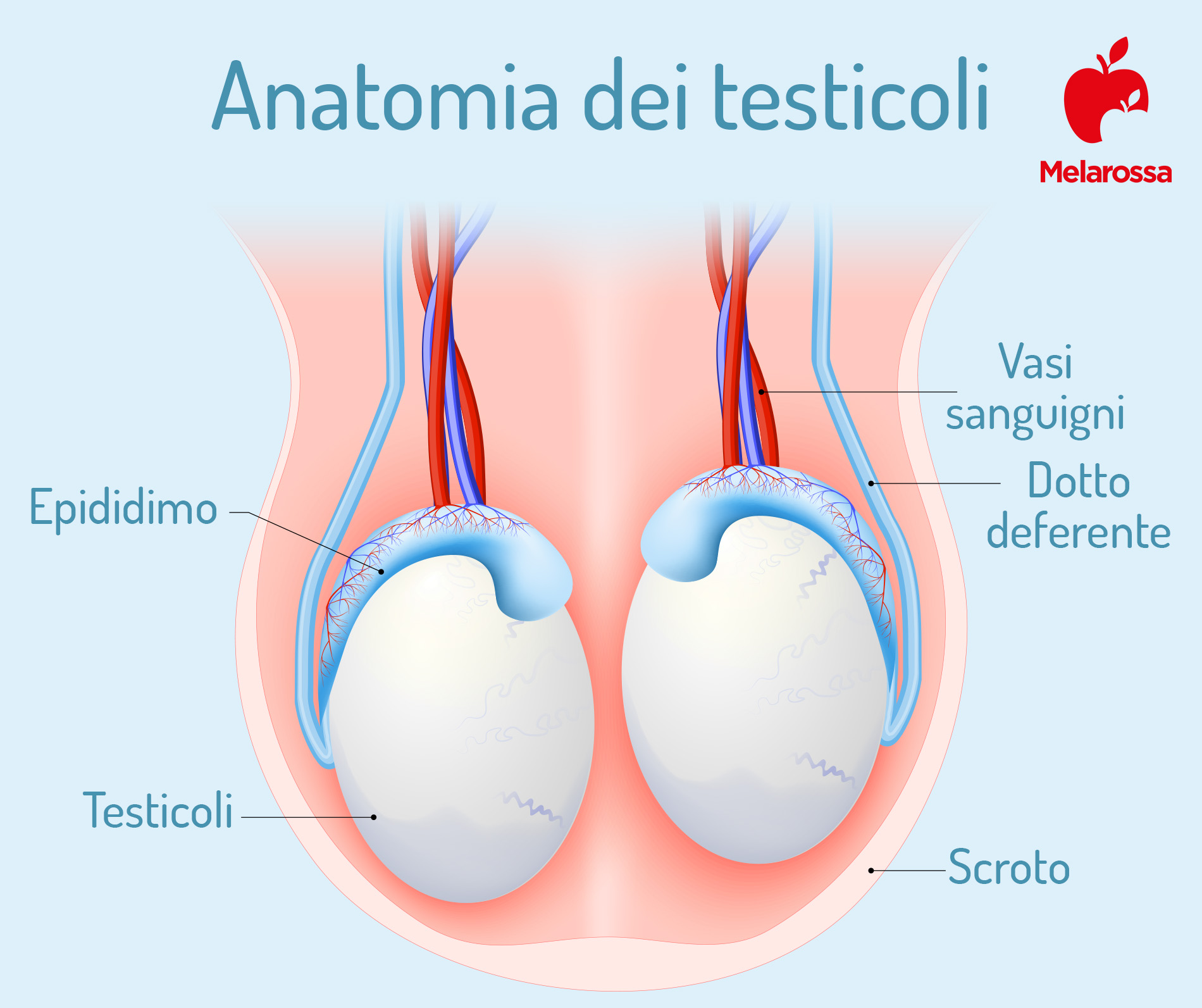 varicocele: anatomia dei testicoli