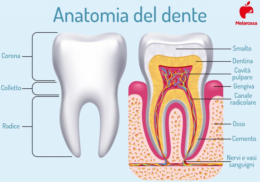 Denti: come sono fatti, principali patologie, sintomi e trattamenti
