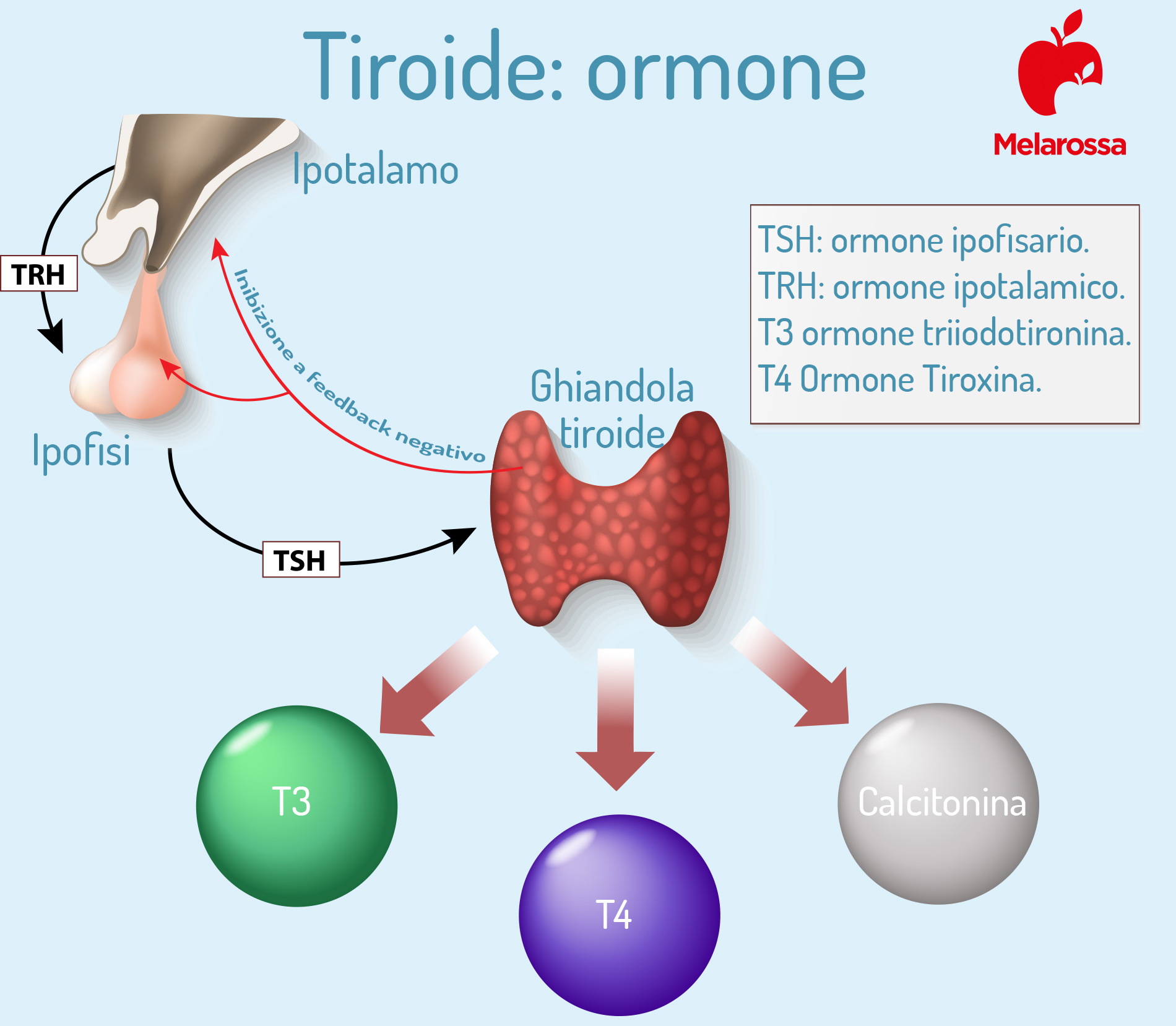 ipotiroidismo: tiroide 