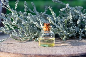 Santolina o crespolina: proprietà, benefici, coltivazione e usi culinari, controindicazioni