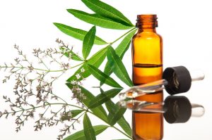 Verbena: cos’è, proprietà, benefici, controindicazioni e modalità d’uso