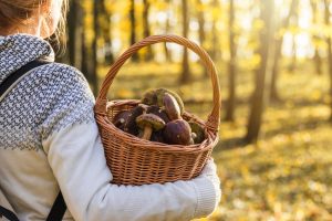 Come raccogliere i funghi  in sicurezza?  Stagionalità, specie commestibili e cosa fare in caso di intossicazione