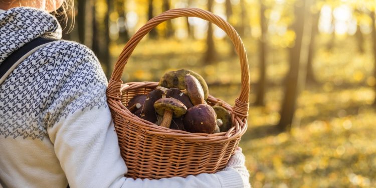 Come raccogliere i funghi in sicurezza?