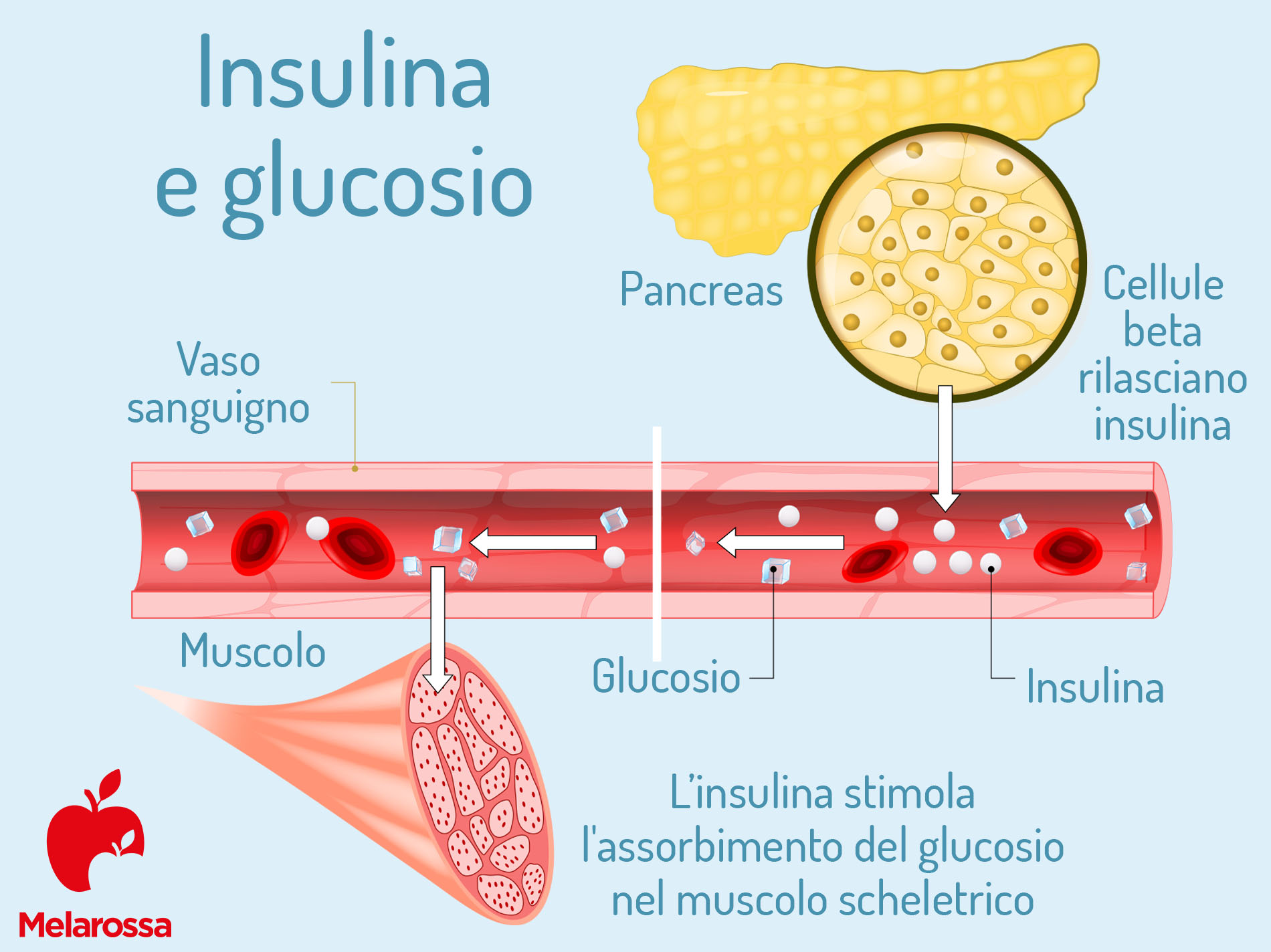 insulina e glucosio
