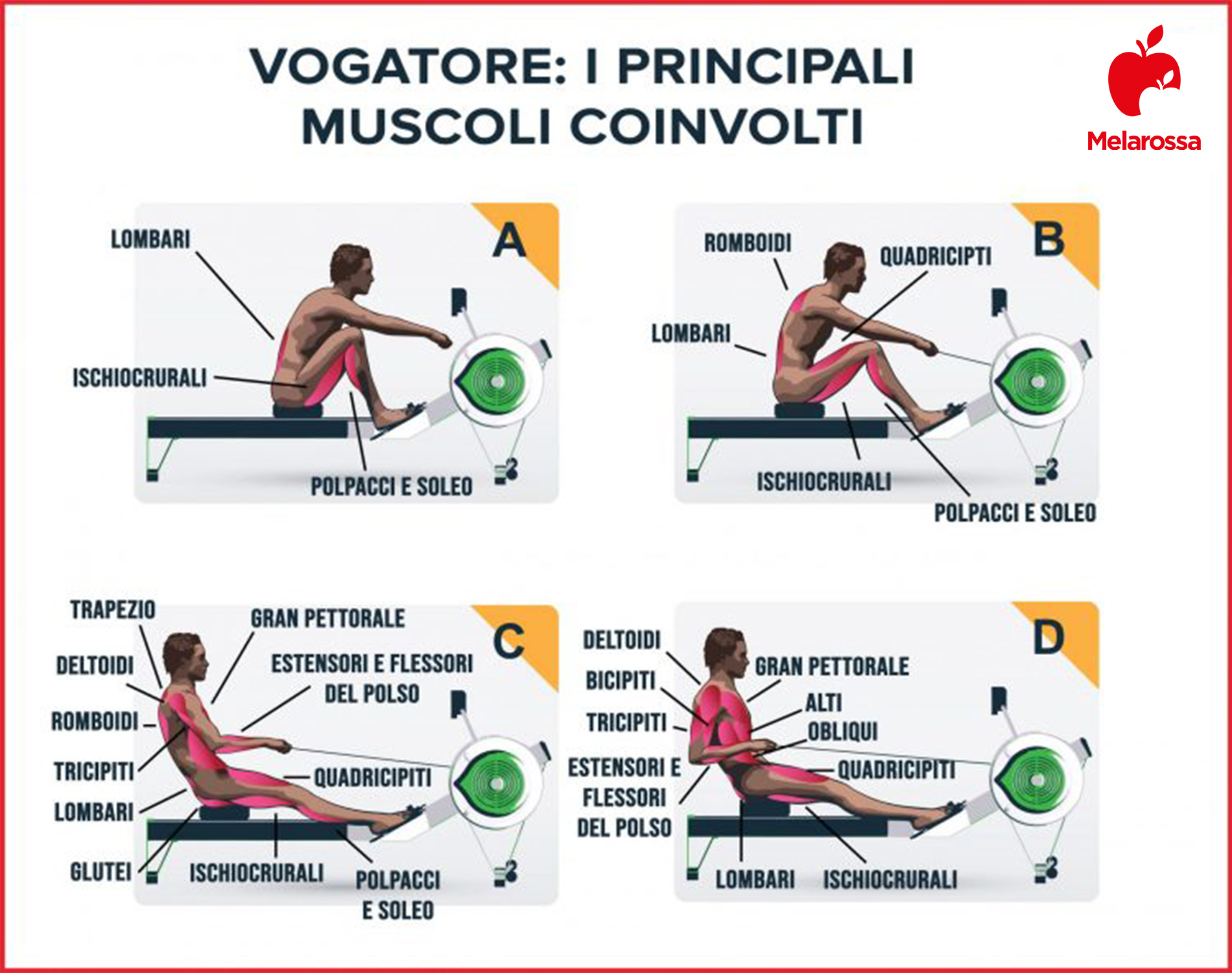 vogatore: muscoli coinvolti
