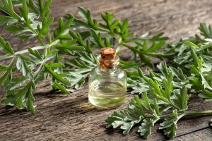 Artemisia: tutte le proprietà sull’erba magica di Harry Potter