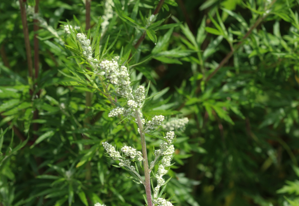 Artemisia: la pianta