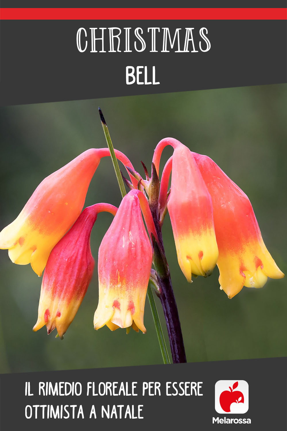 Christmas bell: rimedio per essere ottimista