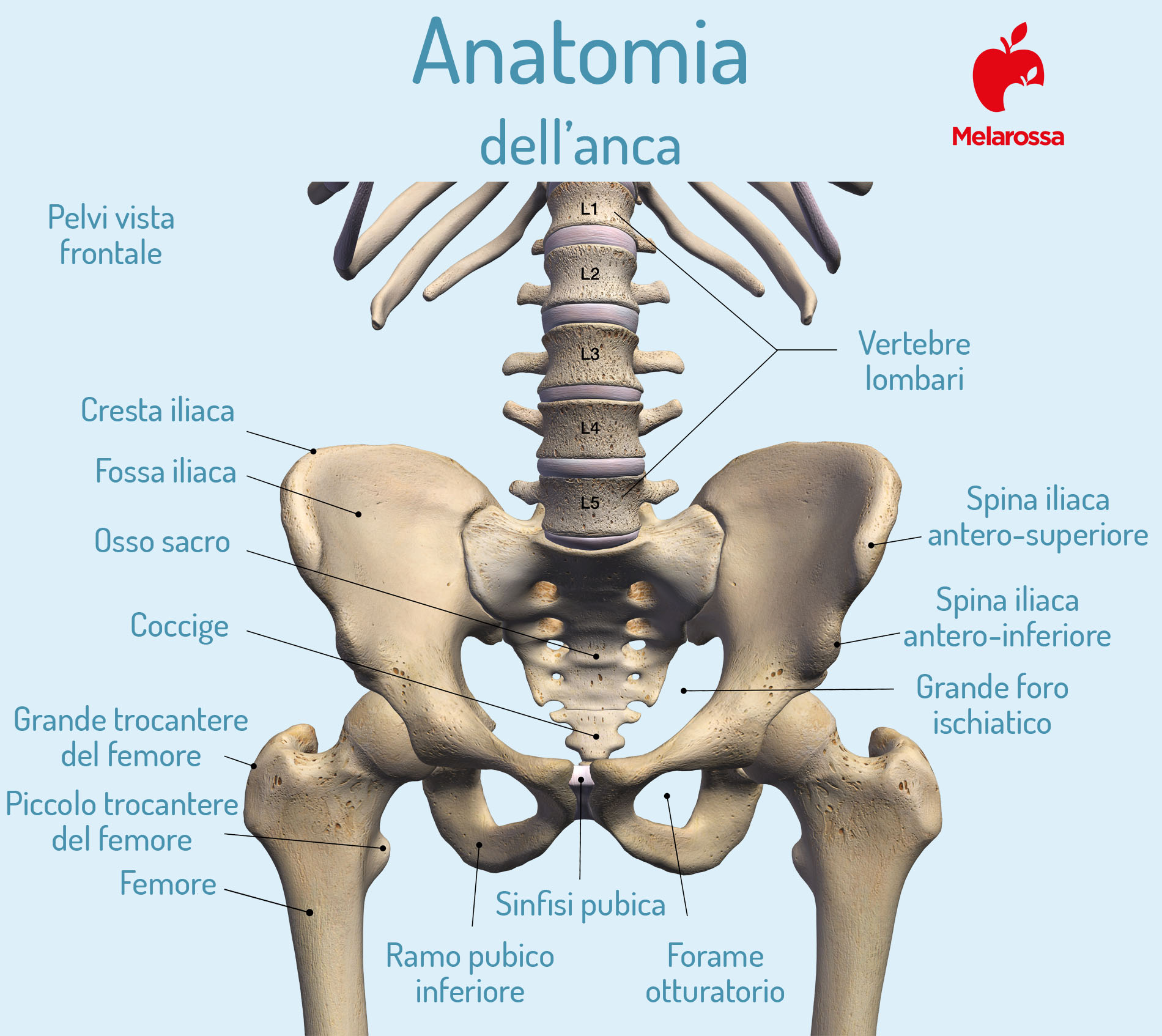 coxalgia: anatomia dell'anca