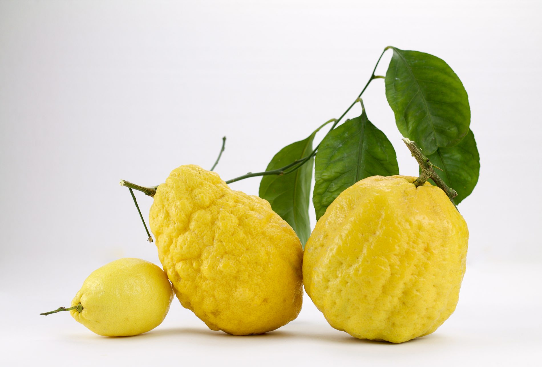 differenze tra cedro e limone 