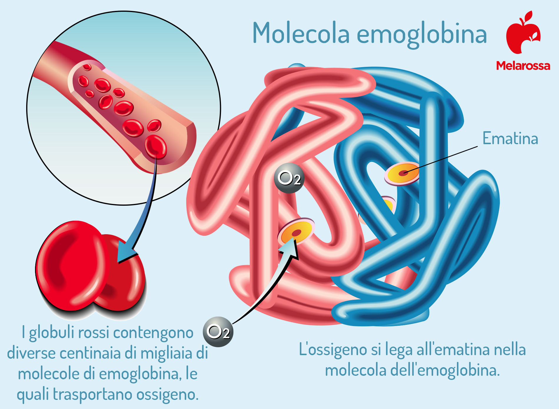emoglobina: che cos'è