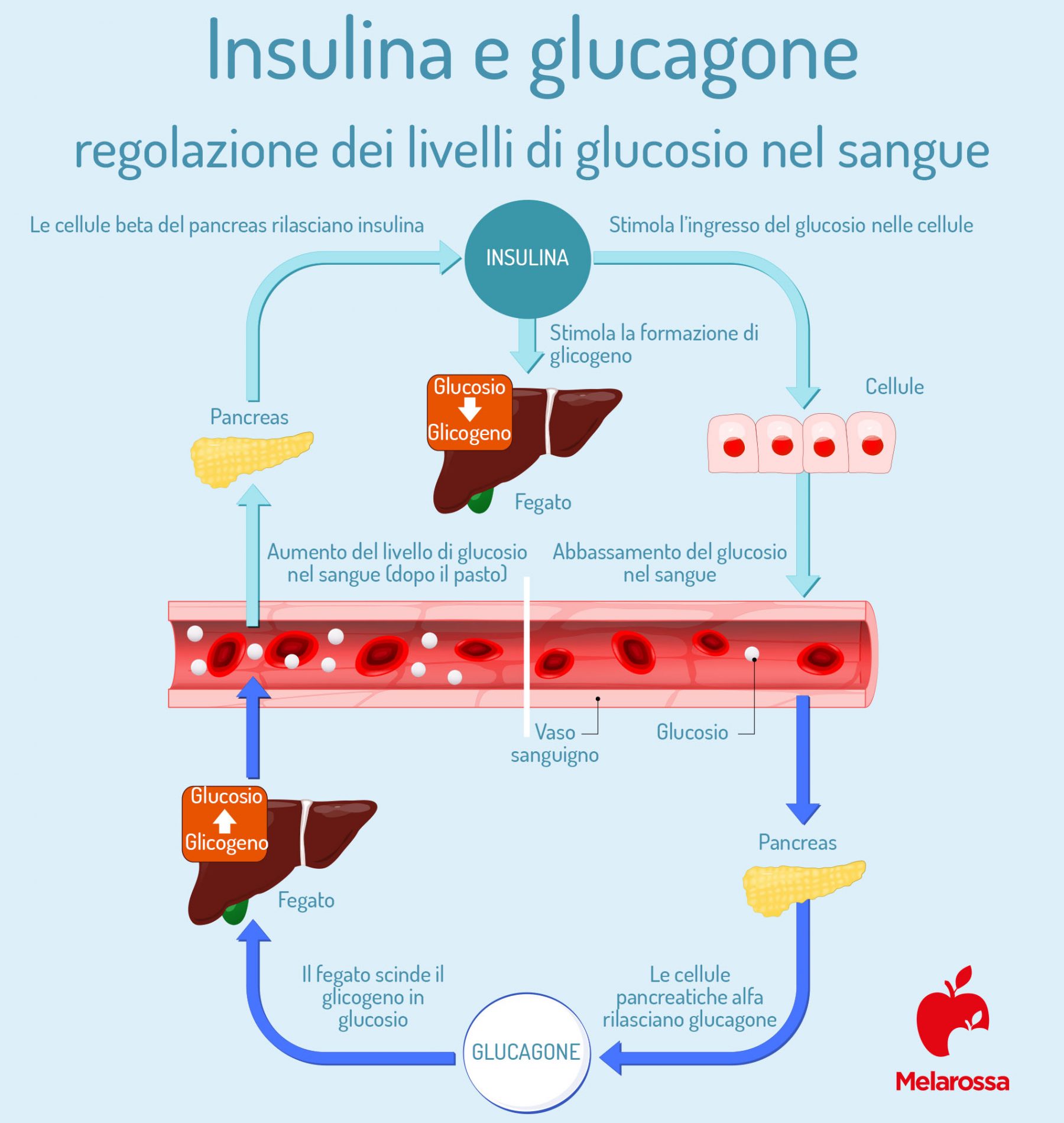 glucagone: regolazione dei livelli di glucosio nel sangue