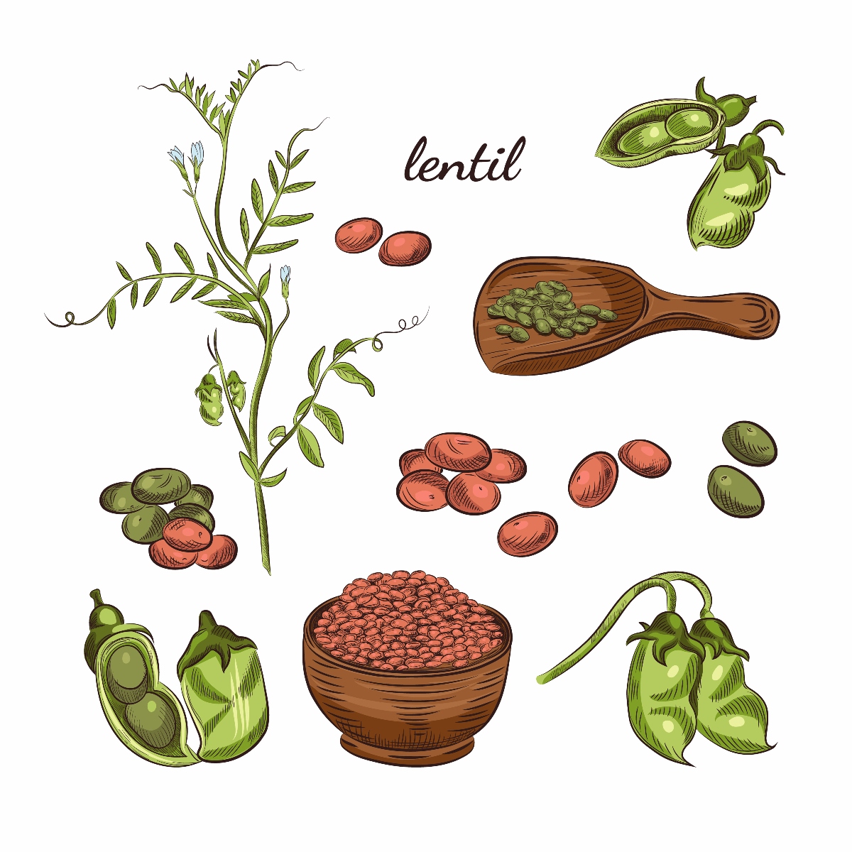 lenticchie: botanica 